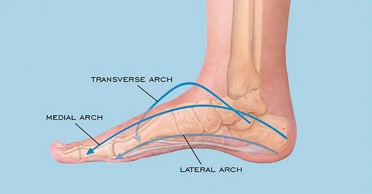 انواع قوس کف پا